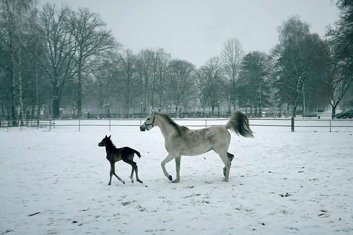 Pierwsze w tym sezonie źrebięta w stadninie w Janowie Podlaskim [zdjęcia]