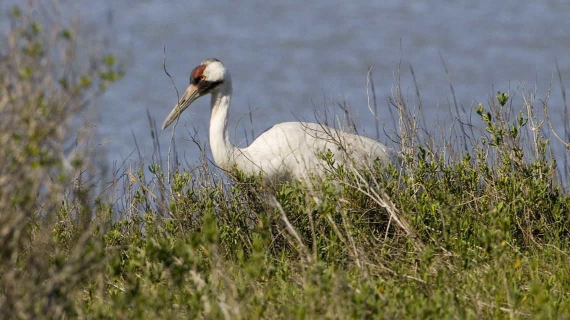 Pierwsze żurawie wróciły na Lubelszczyznę Pierwsze żurawie wróciły na Lubelszczyznę