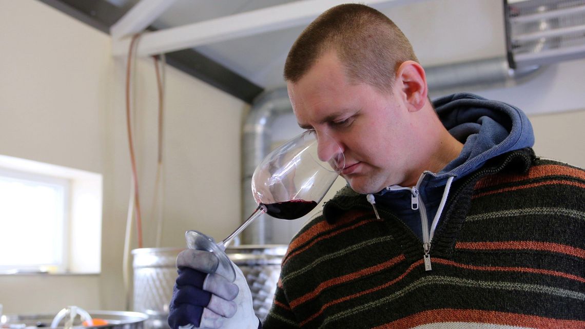 Pierwszy owocowy bukiet z Prawiednik. Wino markowe z Winnicy Lubelskiej popłynęło do butelek