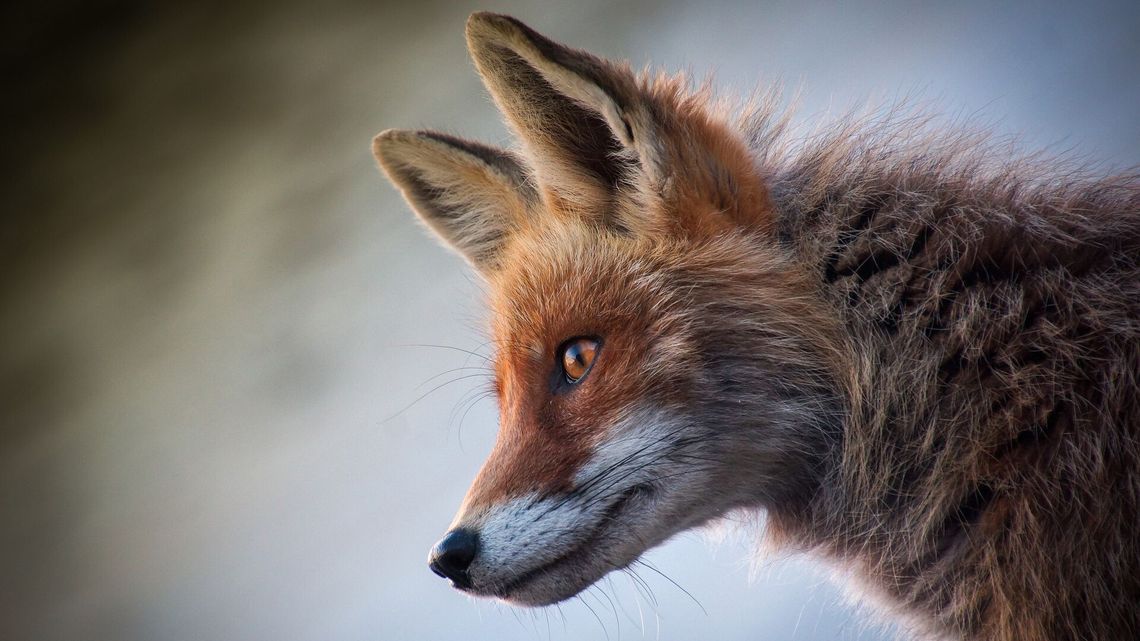 Pierwszy przypadek wścieklizny w Lubelskiem