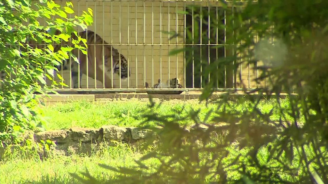 Pierwszy raz od ośmiu lat narodził się w Polsce tygrys sumatrzański [wideo]