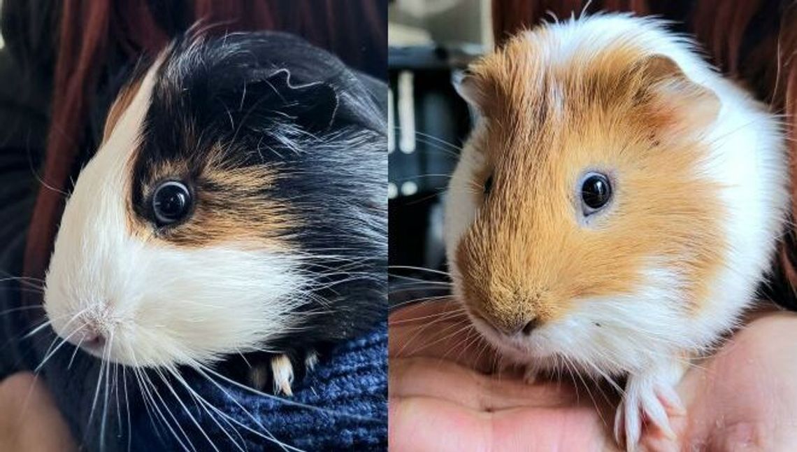 Pierwszy taki przypadek w Lublinie. Świnki morskie znaleziona na śmietniku