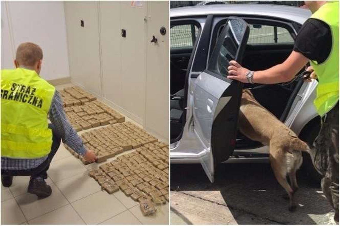 Pies Bryza wywęszył narkotyki ukryte w samochodzie. Były warte prawie 2 mln zł