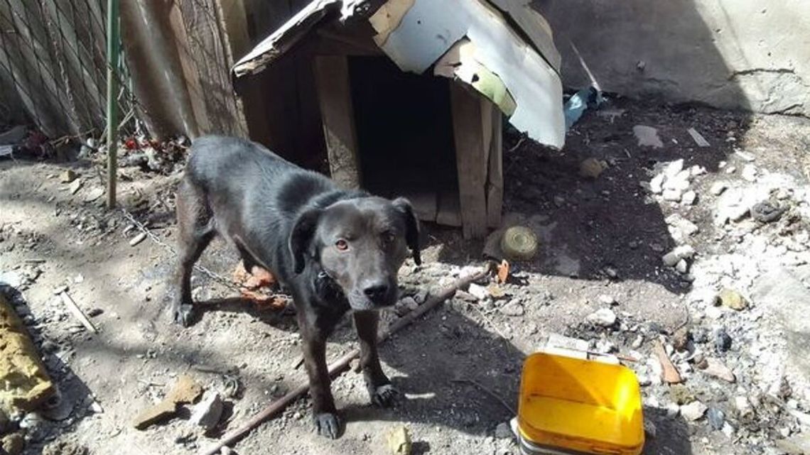 Pies był głodny i spragniony. Właściciel został ukarany