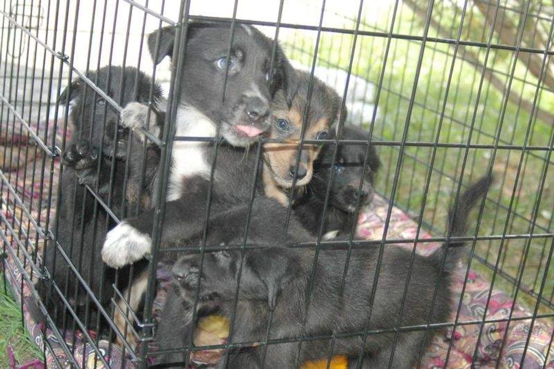 Pies czeka na człowieka