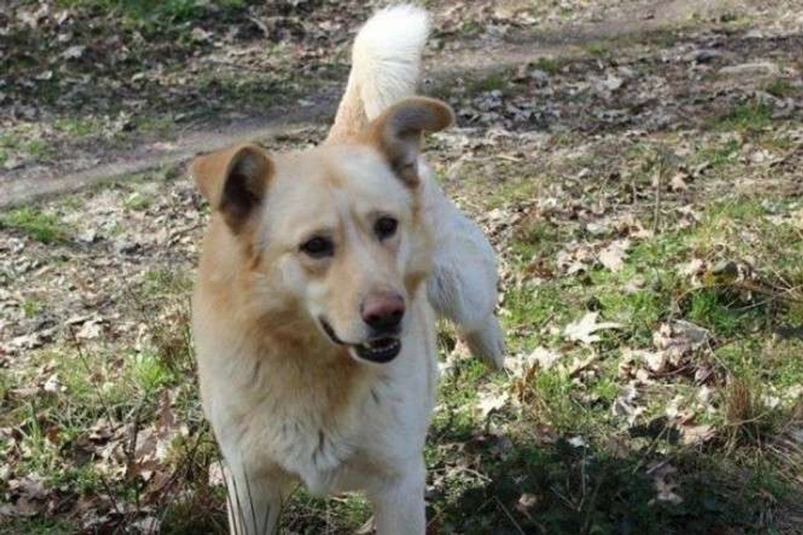 Pies czeka na człowieka. Zobacz zdjęcia