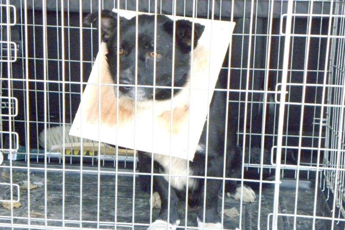 Pies gonił kota i utknął w budzie. Wezwano Straż Miejską