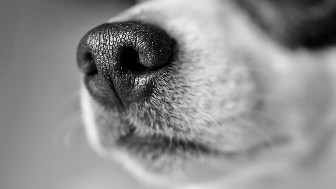 Pies konał w worku foliowym schowanym w bagażniku pod kołem zapasowym