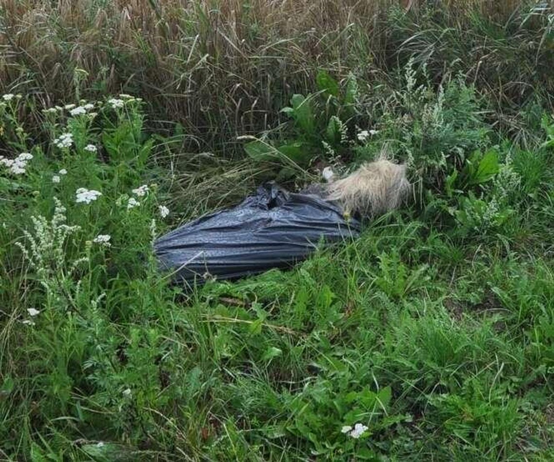 "Pies miał mieć dobrą opiekę". Zabili drewnianą pałką i powiesili na płocie