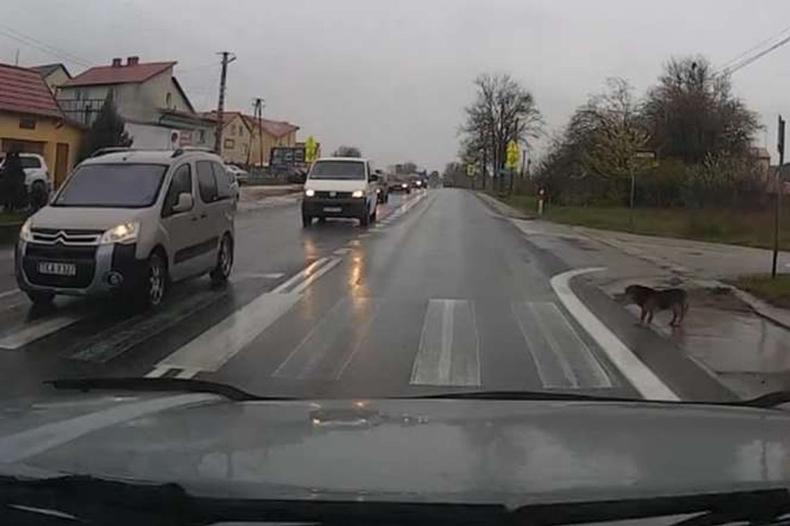 Pies na przejściu, jak pieszy. Robi furorę w sieci (wideo)