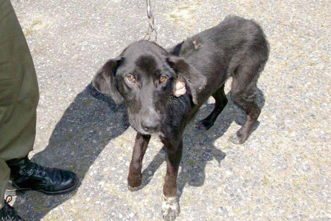 Pies nie dostawał jedzenia ani wody. Zamiast budy miał krzak