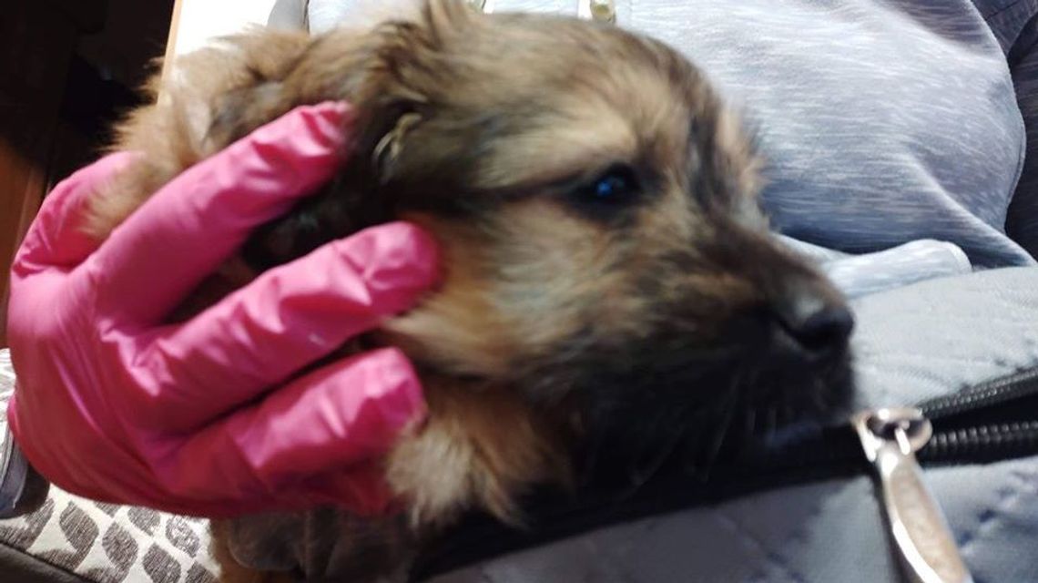 Pies odebrany rodzinie. "Szczeniak był kopany przez dziewczynkę, szarpany..." Pies odebrany rodzinie. "Szczeniak był kopany przez dziewczynkę, szarpany..."