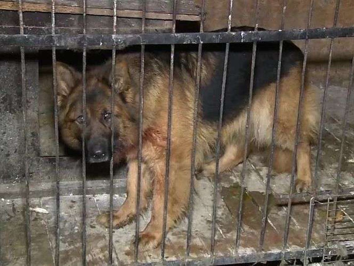 Pies pogryzł 6-latka. Chłopiec jest w stanie ciężkim