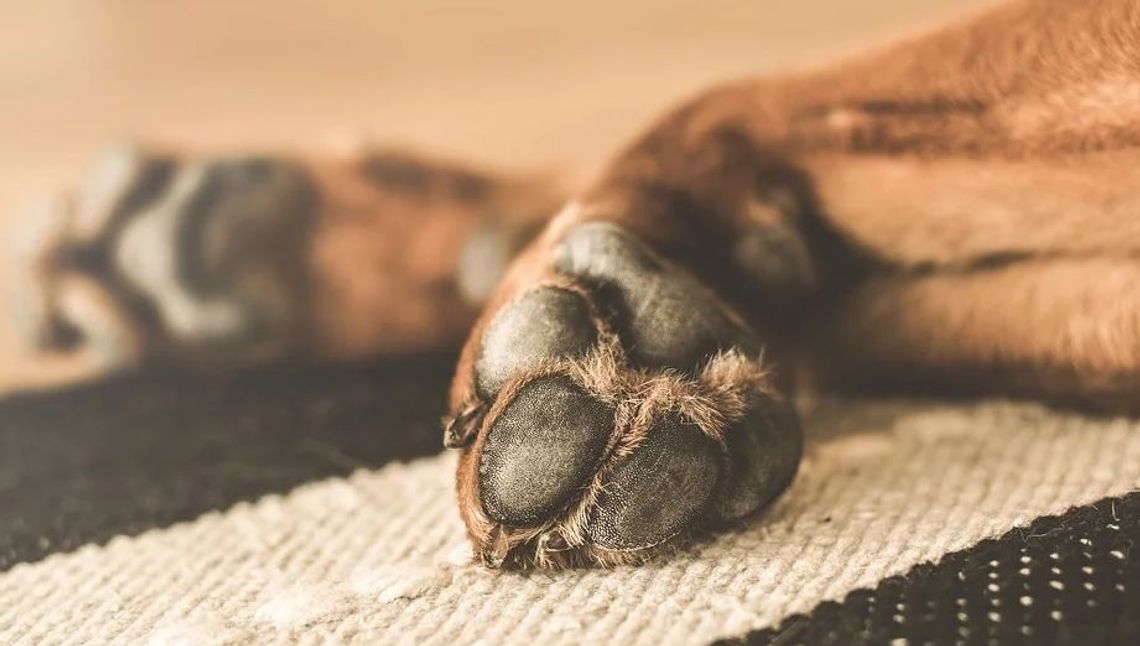 Pies pogryzł 7-latkę. Dziecko trafiło do szpitala