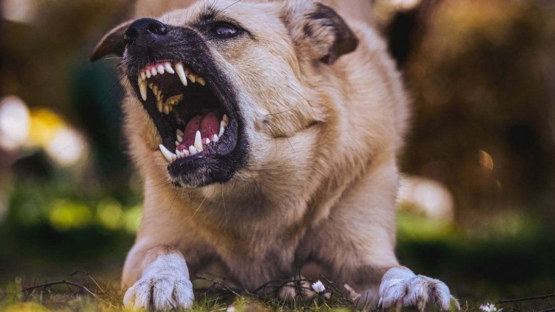 Pies pogryzł swoich właścicieli. Małżeństwo trafiło do szpitala Pies pogryzł swoich właścicieli. Małżeństwo trafiło do szpitala