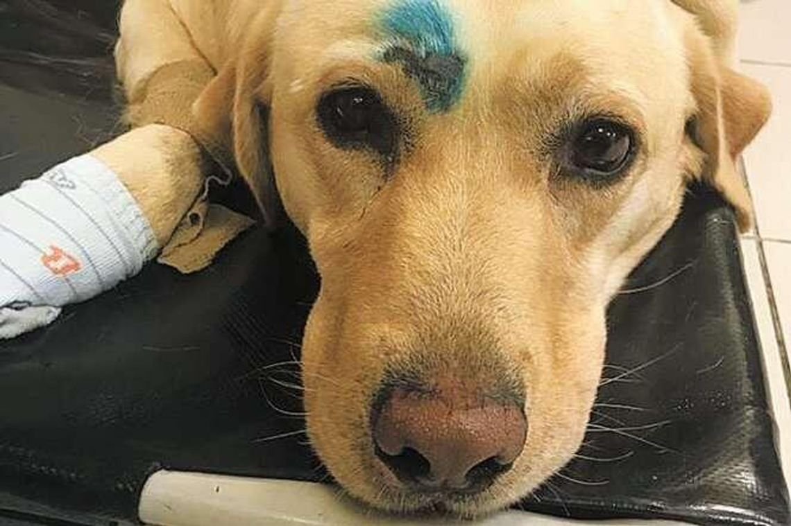 Pies potrącony na drodze. Właściciel zniknął, pomogli obcy ludzie