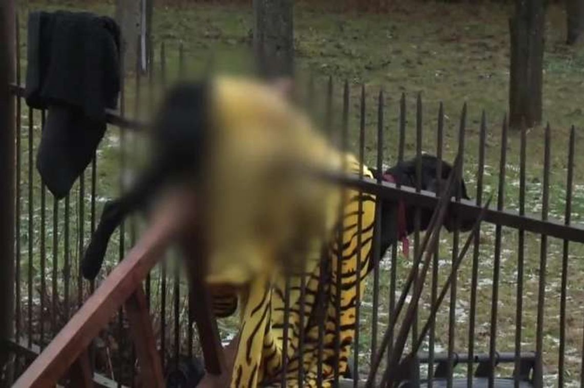 Pies przestraszył się petard, nadział się na pręt. "Cud, że przeżył" [wideo]