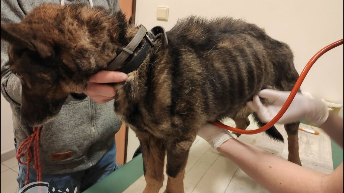 Pies przyjacielem, człowiek katem. Zwierzę przedsiębiorcy z Lublina trzeba było poddać eutanazji