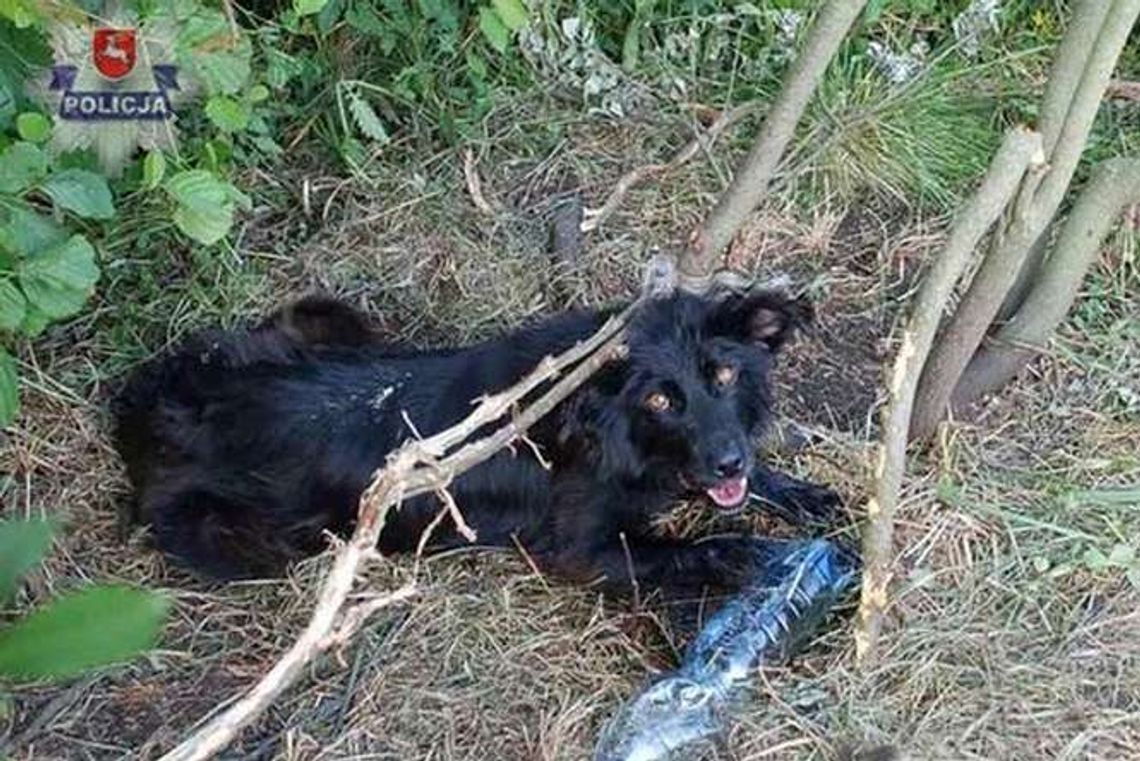 Pies przywiązany był do drzewa przez kilka dni. Ledwo przeżył
