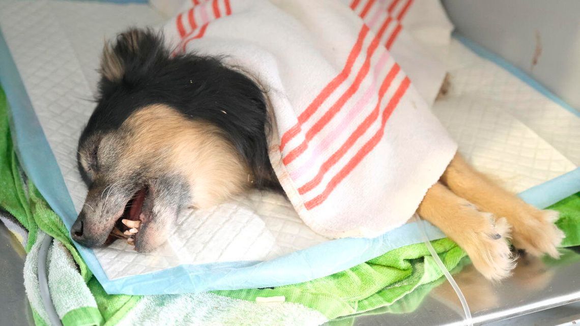 Pies skatowany i zakopany żywcem. Za Siniaka stanie przed sądem