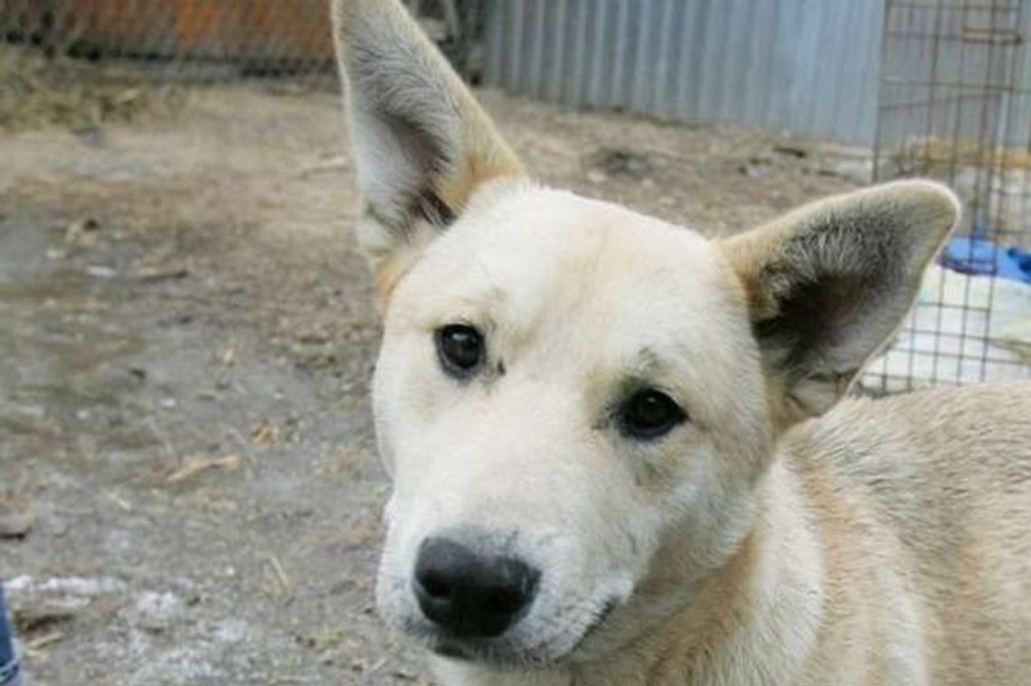Pies trzymany w skandalicznych warunkach? Wójt: "Tylko tęskni do ludzi"