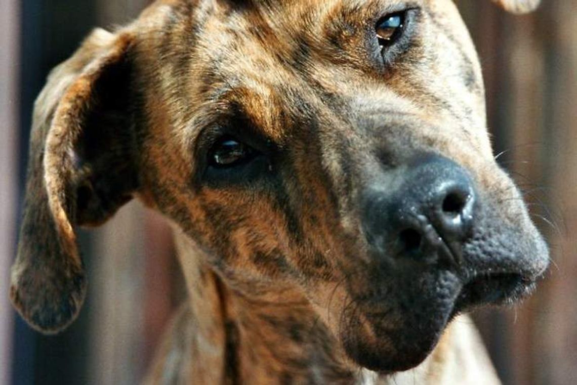 Pies w Puławach nadal nic nie kosztuje