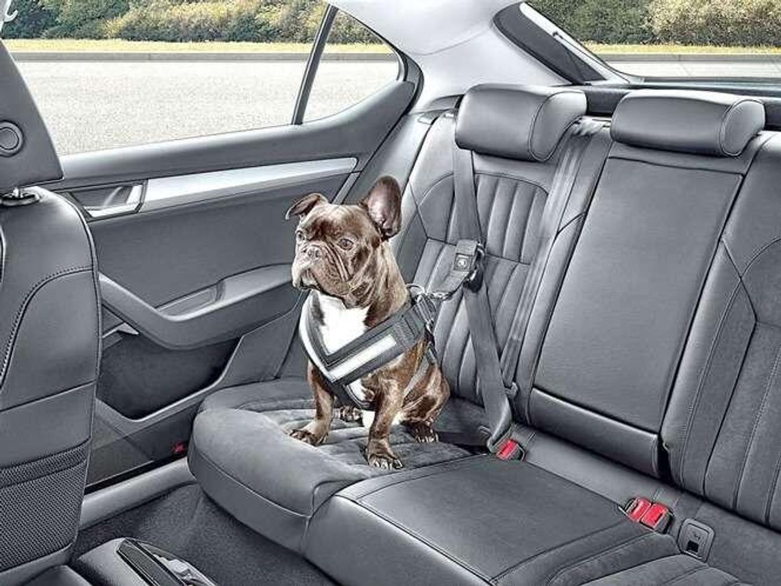 Pies w samochodzie. Jak bezpiecznie przewozić psa?