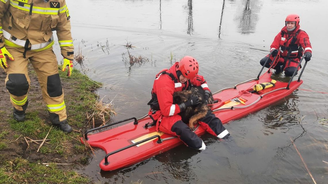 Pies wszedł na lód, ale nie mógł zejść. Uratowali go strażacy [zdjęcia]