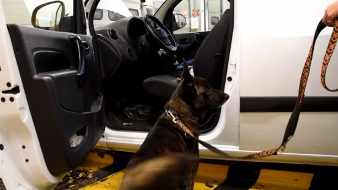 Pies wywęszył ciekawe skrytki w samochodzie. Rosjanie mają problem [wideo]