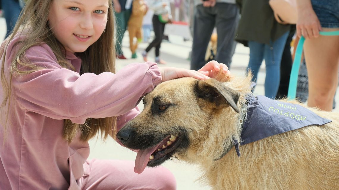 Pies z CV czeka na człowieka, kot też. Na pl. Litewskim w Lublinie można było znaleźć przyjaciela