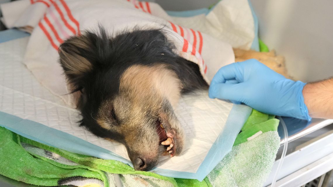 Pies zakopany żywcem w Lublinie. Kobieta zauważyła wystający spod ziemi pyszczek Pies zakopany żywcem w Lublinie. Kobieta zauważyła wystający spod ziemi pyszczek