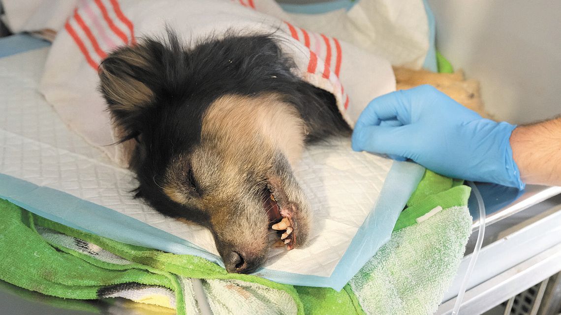 Pies zakopany żywcem. Zgłosił się właściel zwierzęcia, a sprawcy wciąż szuka lubelska policja Pies zakopany żywcem. Zgłosił się właściel zwierzęcia, a sprawcy wciąż szuka lubelska policja