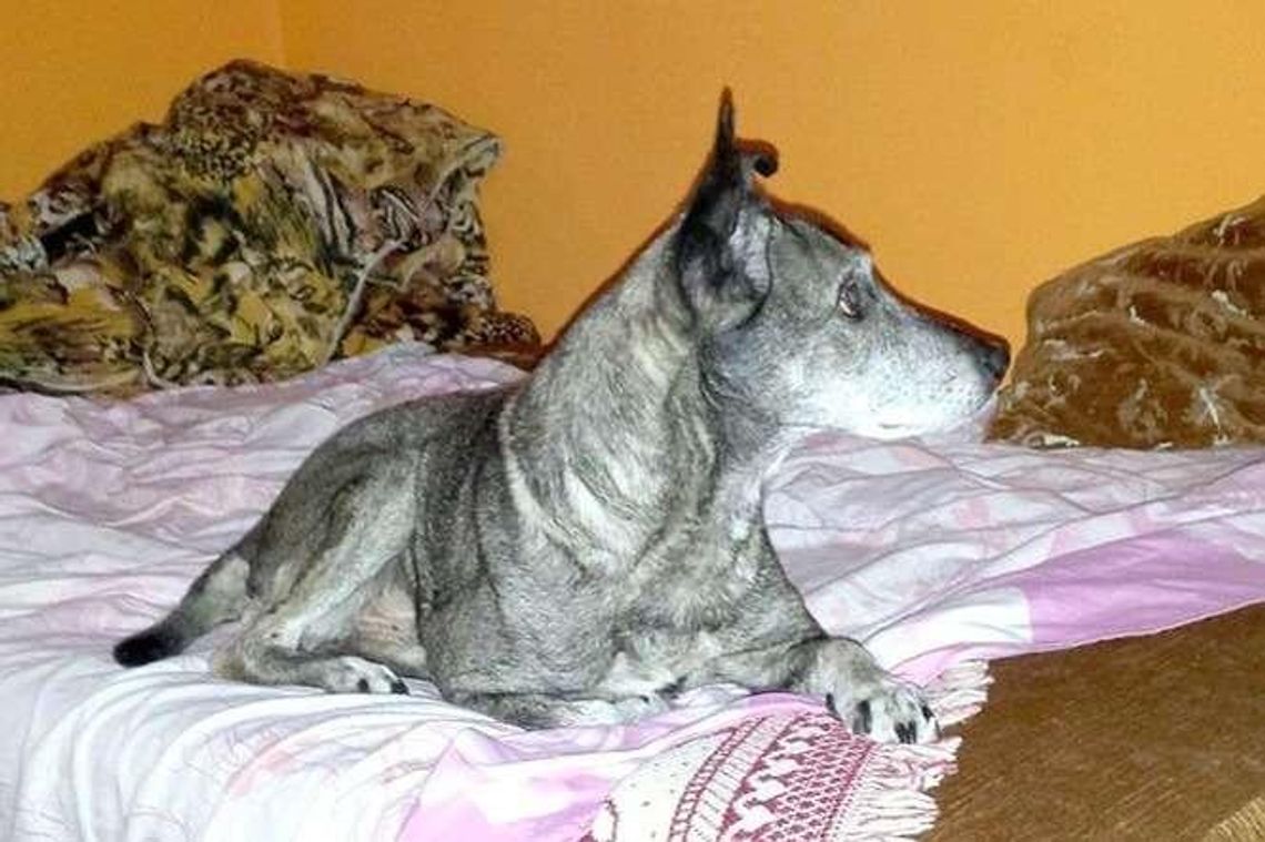 Pies zamiast do utylizacji, trafił na pobocze. Kara dla lekarza?