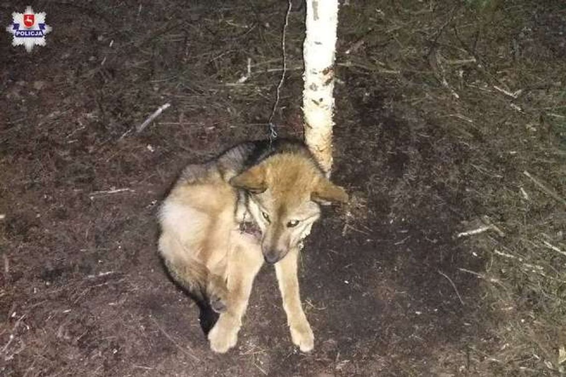 Pies zaplątał się we wnyki. Kilka dni spędził w potrzasku