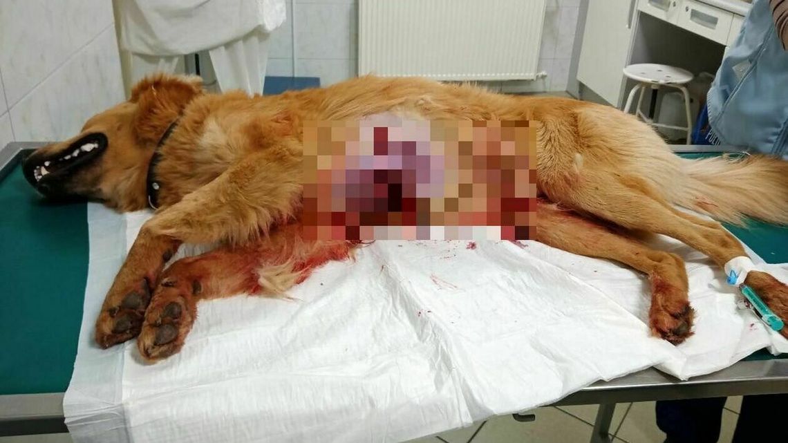 Pies zastrzelony na spacerze na oczach właściciela. Dotarli do myśliwego, usłyszał zarzuty Pies zastrzelony na spacerze na oczach właściciela. Dotarli do myśliwego, usłyszał zarzuty