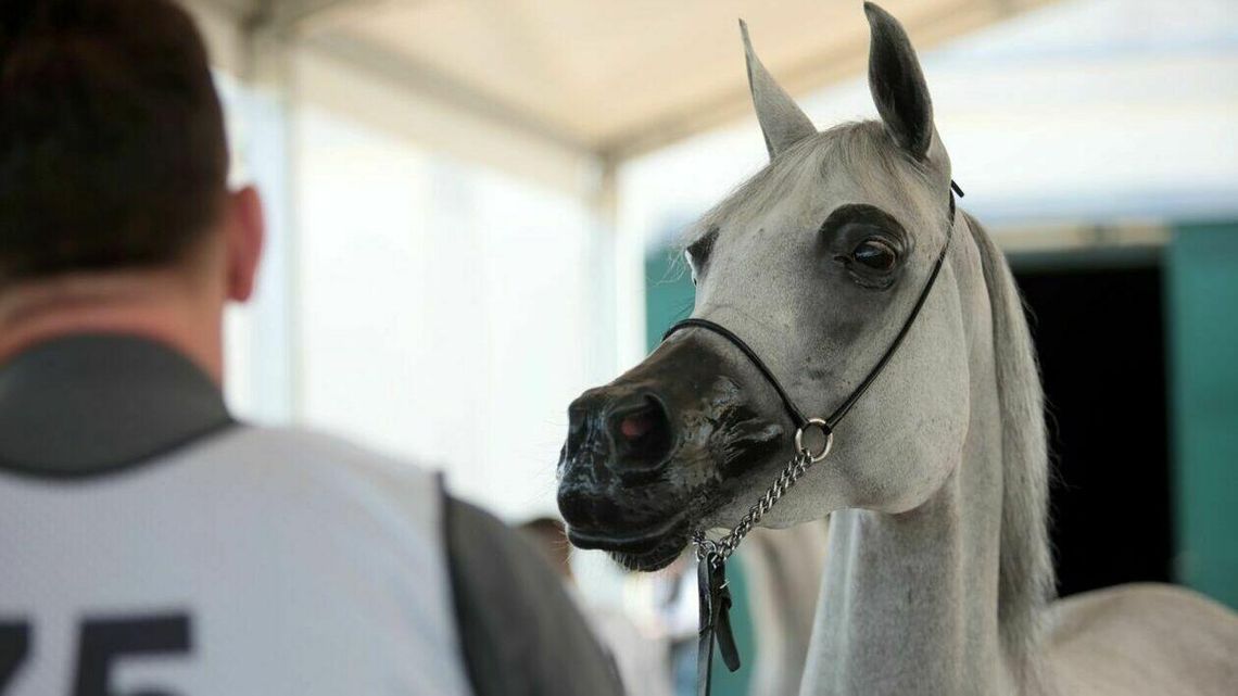 Pijany pracownik w stadninie. „Brakuje ludzi do pracy” 