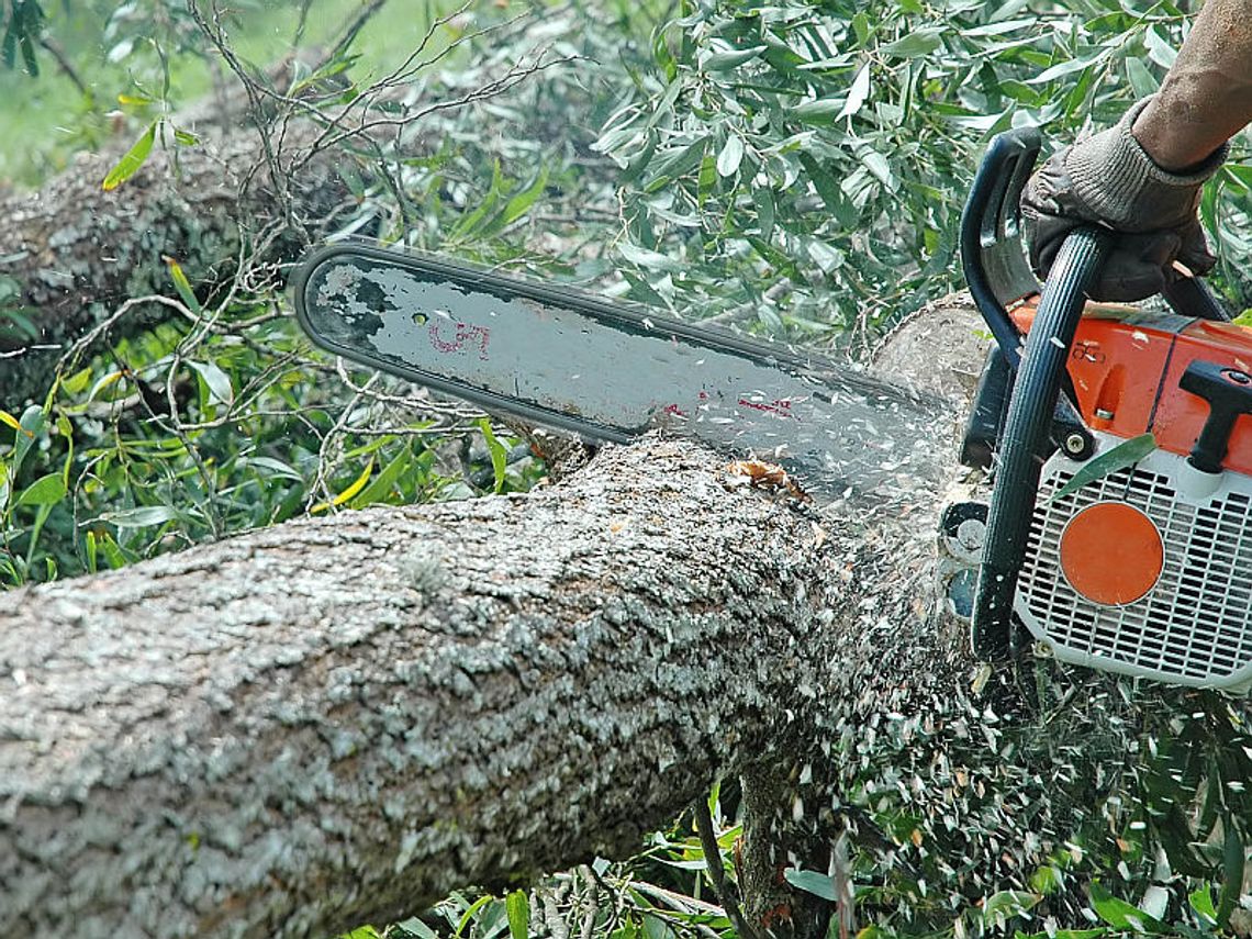 Pijany ścinał drzewa. Nie swoje