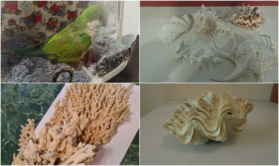 Pijawki, papuga i koralowiec. Udaremniony przemyt Pijawki, papuga i koralowiec. Udaremniony przemyt