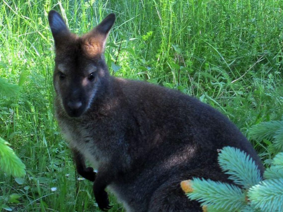 Pijawki, żółwie, papugi, kuce szetlandzkie i kangury z przemytu trafiają do zoo w Zamościu