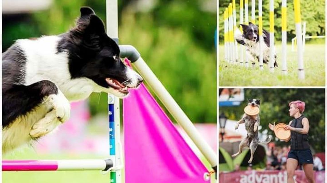 Piknik dla miłośników czworonogów w Puławach Piknik dla miłośników czworonogów w Puławach