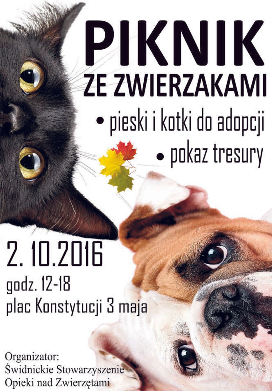 Piknik ze zwierzakami w Świdniku