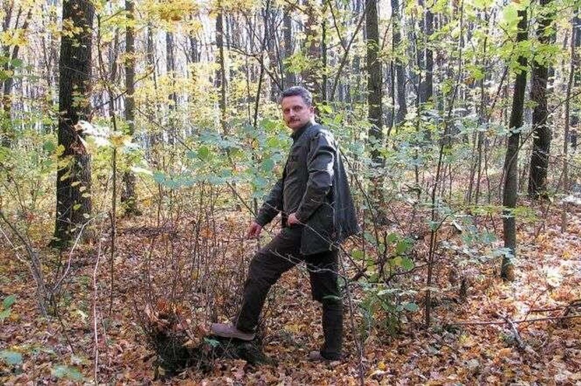 Piły pójdą w ruch. Wytną część drzew w lesie Borek