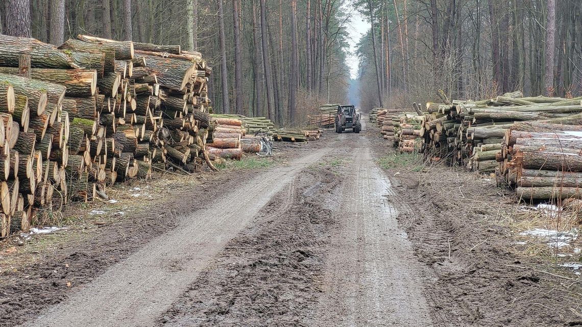 Piły poszły w ruch "Drzewa padają jedno po drugim" Piły poszły w ruch "Drzewa padają jedno po drugim"