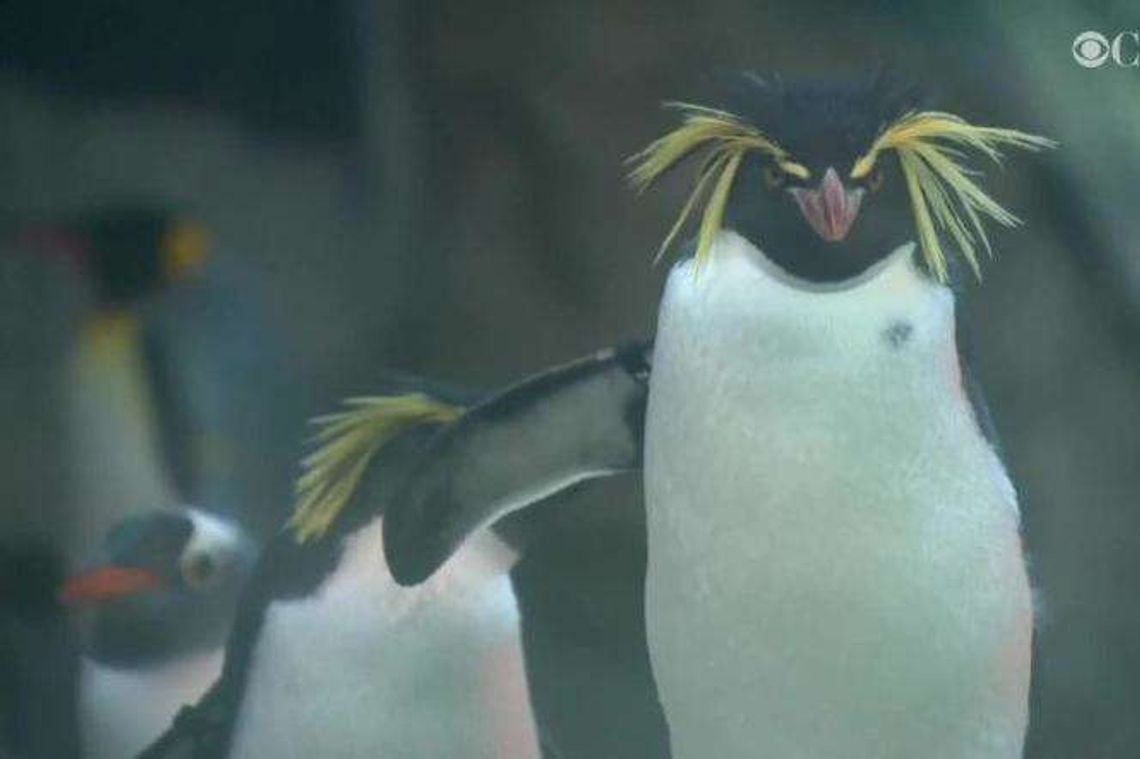 Pingwiny z zoo nie mogą wyjść na wybieg, bo… jest za zimno