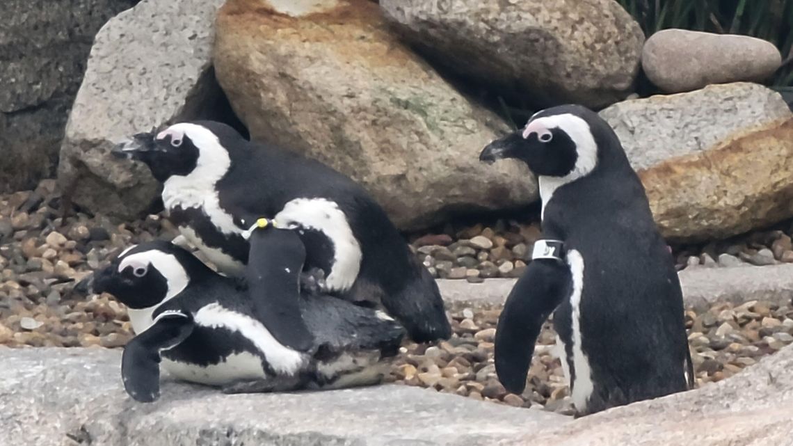 Pingwiny zamieszkają w zamojskim ZOO. I to całkiem niedługo