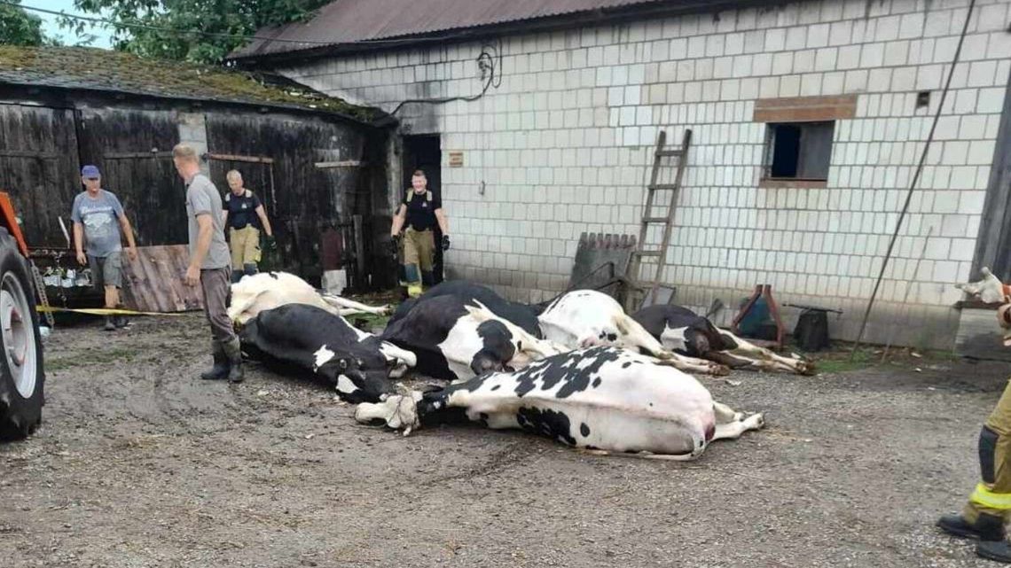 Piorun zabił im 8 krów. Gospodarze potrzebują wsparcia. Ruszyła zrzutka