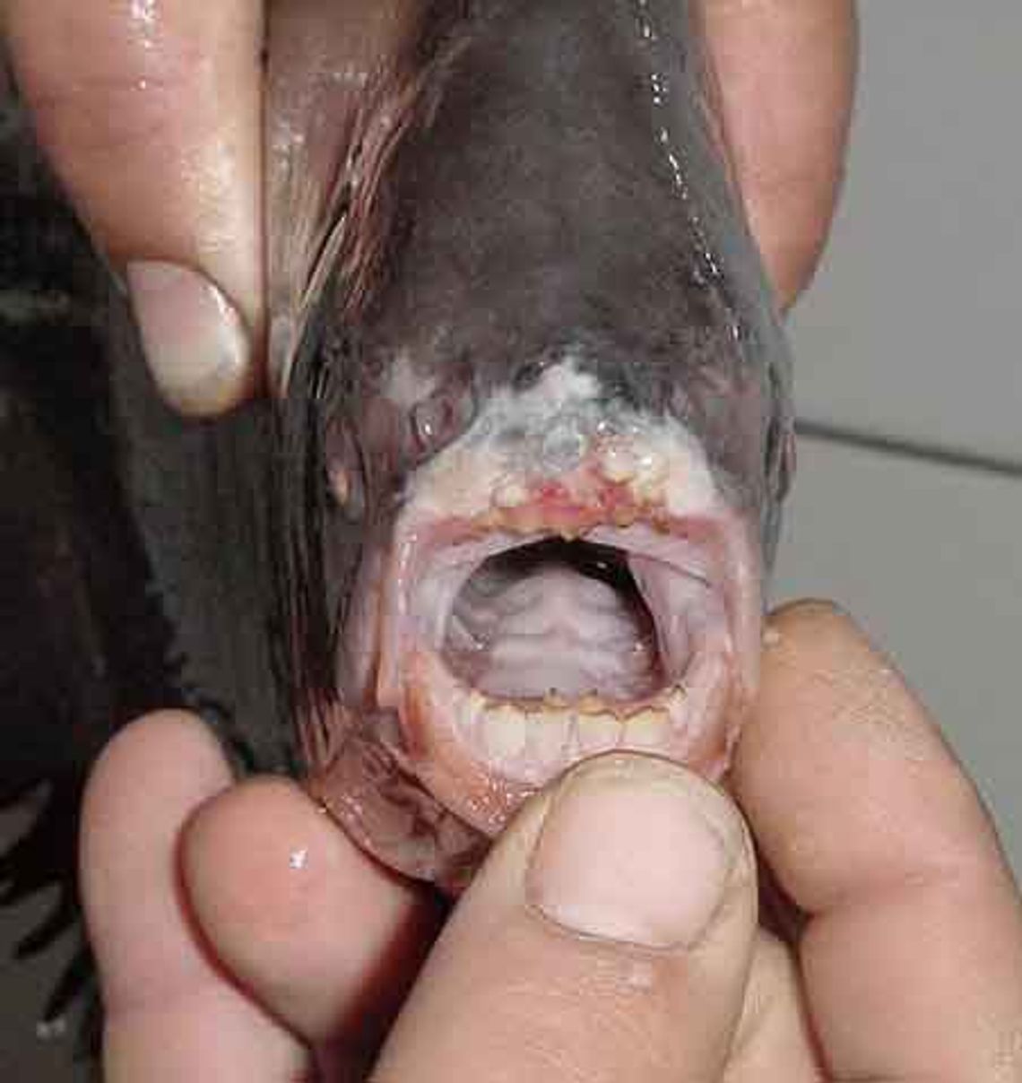 Pirania zamiast suma