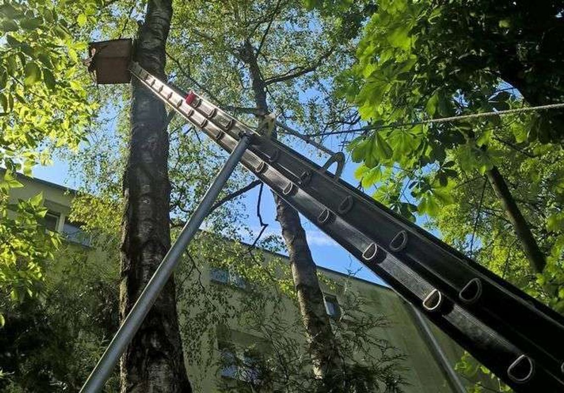 Pisklak zaplątał się w izolację budynku. Pomogli strażacy