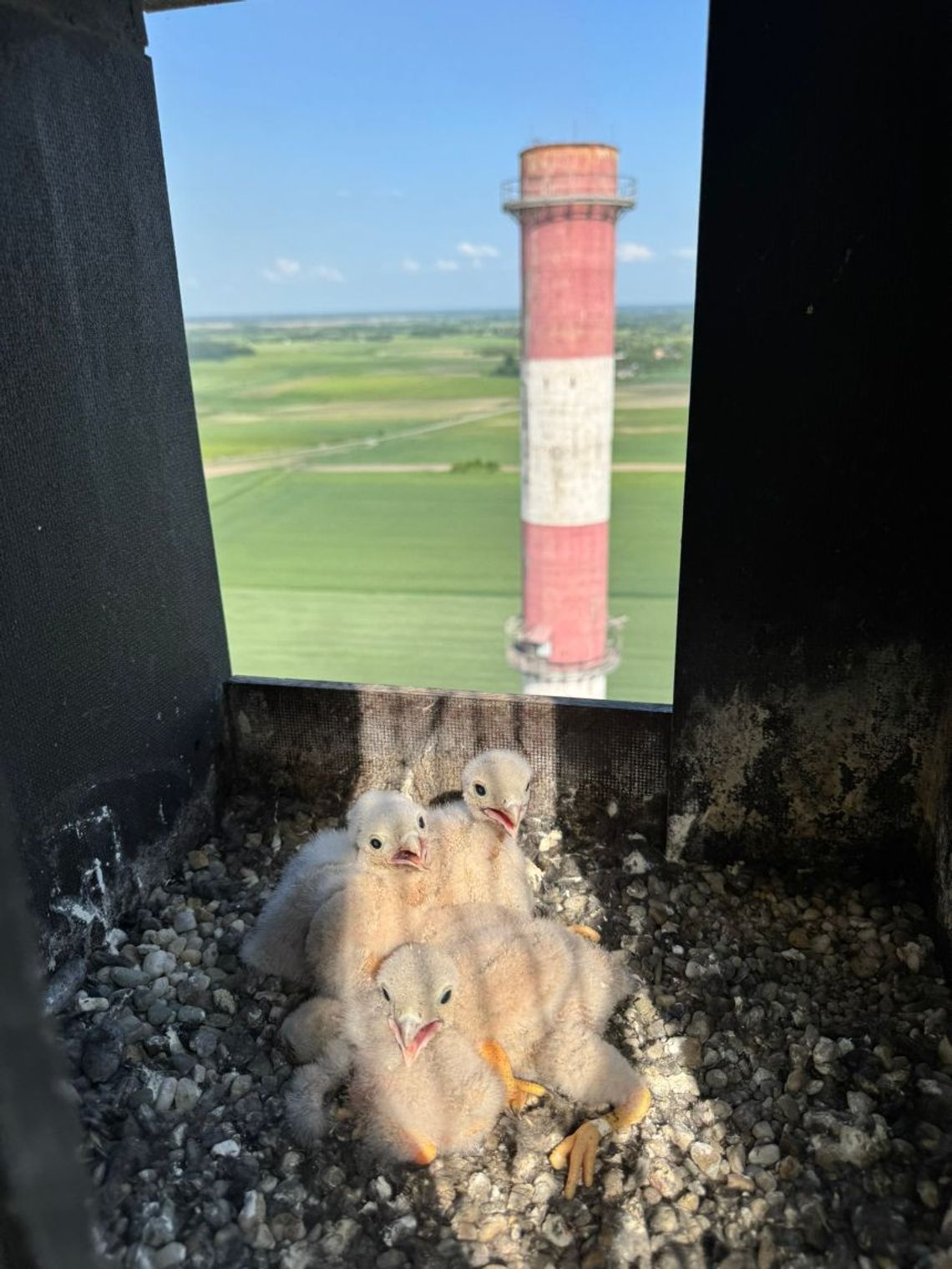 Pisklęta pustułek już się wykluły w Cemexie