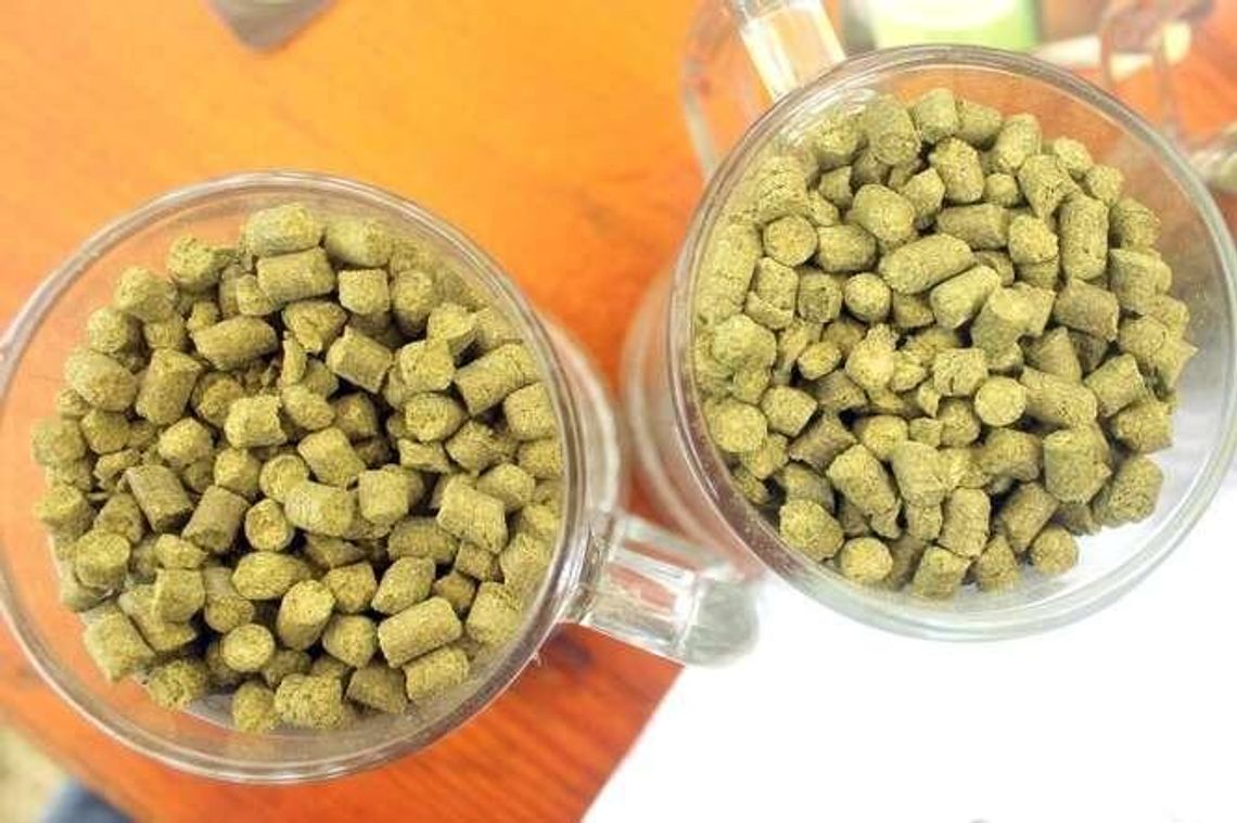 Piwo to zupa chmielowa. Obalamy ten i inne piwne mity